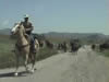 MUSTANG HERD